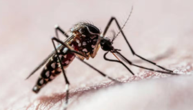 Son infecciones transmitidas por las picaduras de mosquitos y este año ya produjeron 5236 muertes en la región