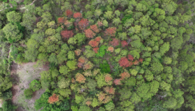 El instituto de Conservación Forestal (ICF), alertó que el gorgojo descortezador está dañando los bosques del país.