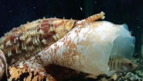 Cómo el veneno mortal de un caracol marino podría revolucionar tratamientos de diabetes