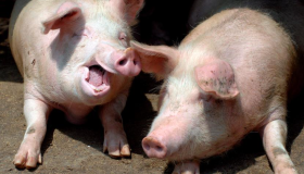 Refuerzan vigilancia por peste porcina 