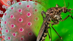 Salud declara alerta epidemiológica por virus Oropouche 