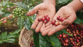 Honduras acogerá la reunión anual del Consejo Internacional del Café en septiembre de 2025 