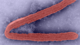 La OMS advierte de una enfermedad incurable causada por un virus altamente infeccioso