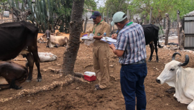 SENASA notifica cinco nuevos casos de gusano barrenador en Honduras