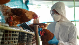 EEUU reporta la primera muerte por gripe aviar en el país 