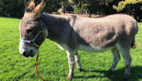 Adiós a Perry, el burro que inspiró al icónico personaje de Shrek 