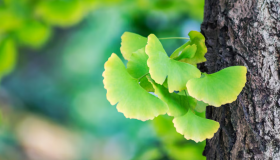 Los secretos de la planta milenaria que fortalece la memoria: dónde se produce y cómo se puede consumir 