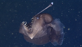 ¿Es un mal presagio el avistamiento de un pez diablo negro? Mitos y leyendas del pez rape abisal 