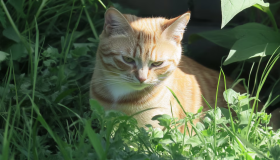 Advierten sobre hongo que se transmite de gatos a humanos en Sudamérica 