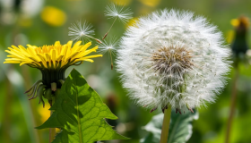 El diente de león despierta interés científico por sus efectos en la salud