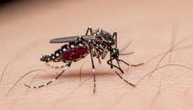 Día Mundial del Dengue: por qué aumentan los casos y cómo prevenir la enfermedad 