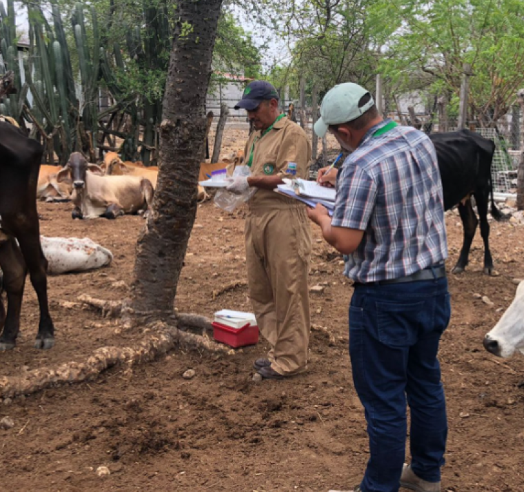 SENASA notifica cinco nuevos casos de gusano barrenador en Honduras