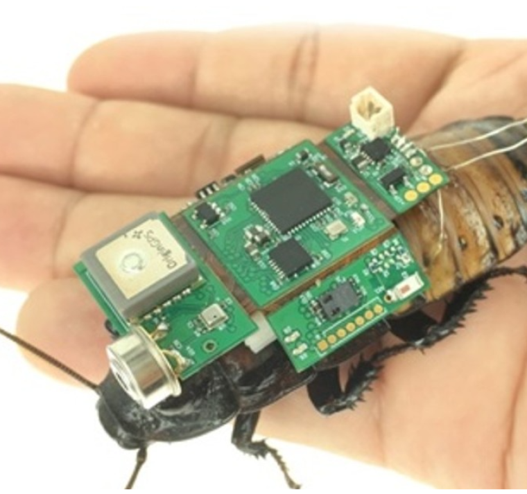 Ya se pueden fabricar 'cucarachas cíborg' en serie 