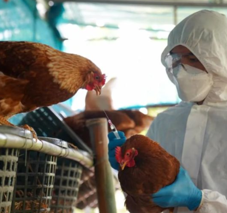 EEUU reporta la primera muerte por gripe aviar en el país 