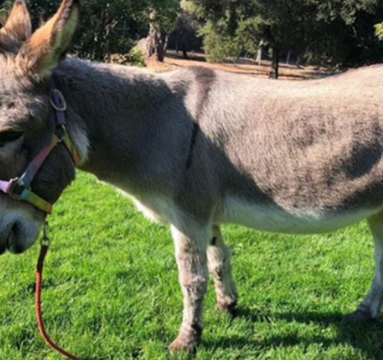 Adiós a Perry, el burro que inspiró al icónico personaje de Shrek 