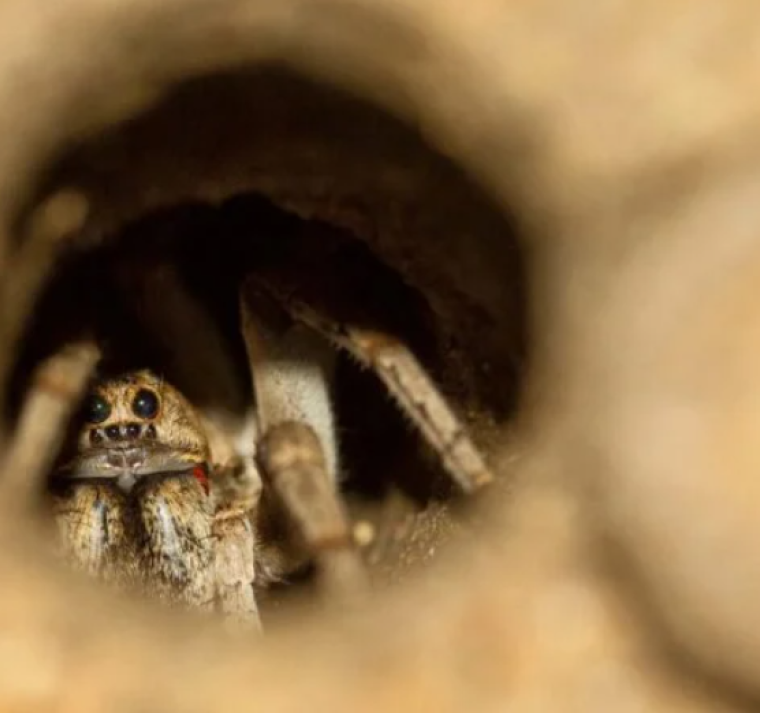 Encuentran la araña más grande y venenosa del mundo