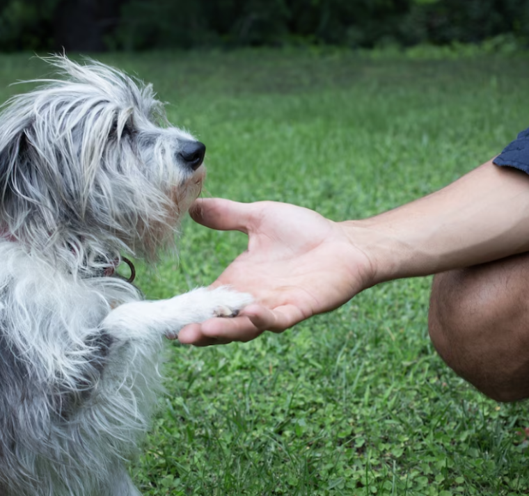 Cómo una serie documental de Disney+ redefine el vínculo entre personas y animales 