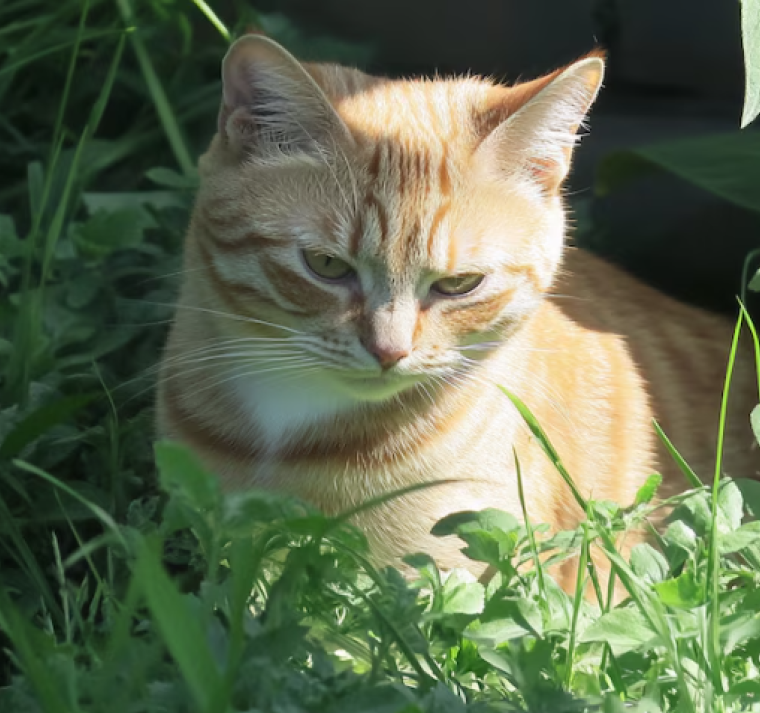 Advierten sobre hongo que se transmite de gatos a humanos en Sudamérica 