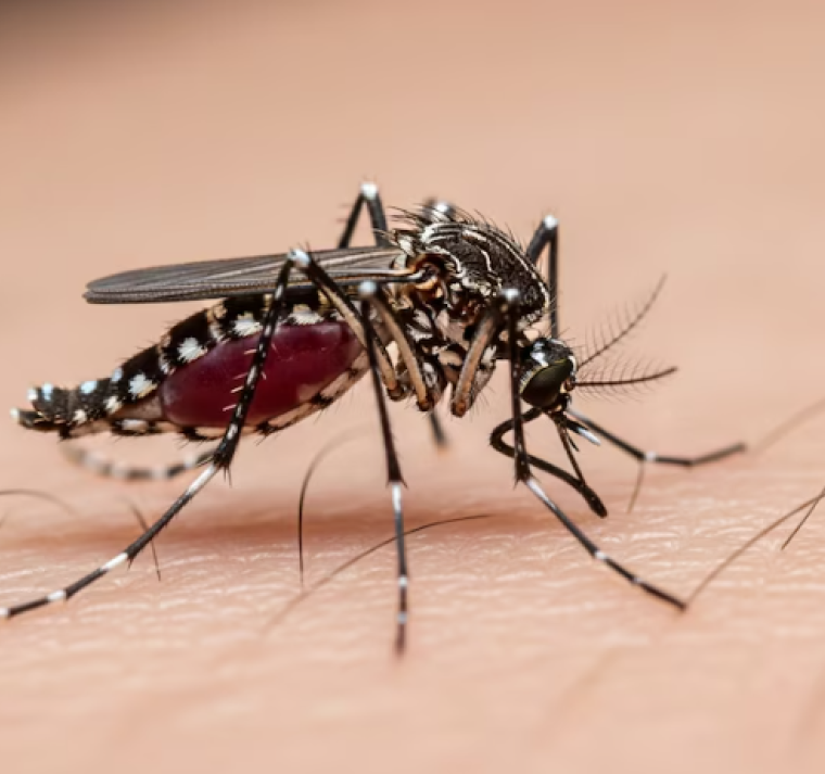 Día Mundial del Dengue: por qué aumentan los casos y cómo prevenir la enfermedad 