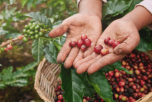 Honduras acogerá la reunión anual del Consejo Internacional del Café en septiembre de 2025 