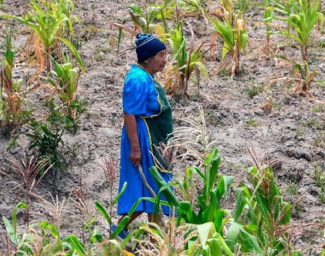 FAO: El 56.1% de los hondureños sufre inseguridad alimentaria